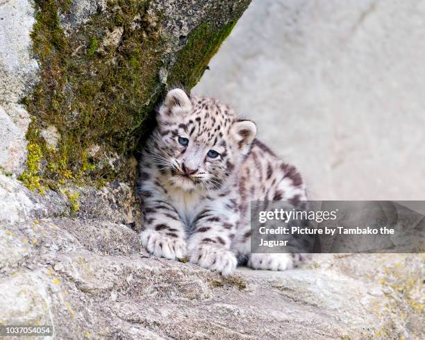 snow leopard cub lying down - snow leopard stock pictures, royalty-free photos & images