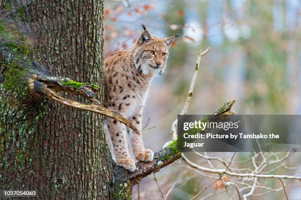 lynx on a tree - eurasischer luchs stock-fotos und bilder