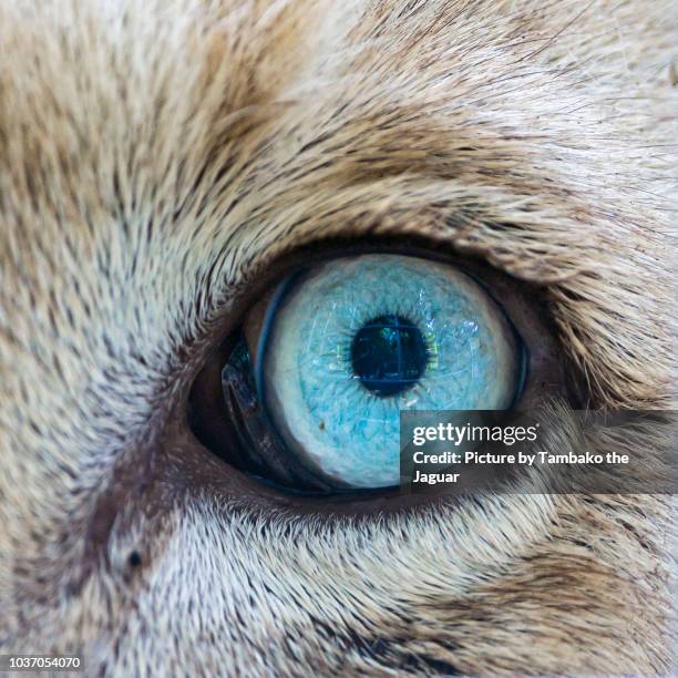 the eye of a white lion - tierisches auge stock-fotos und bilder