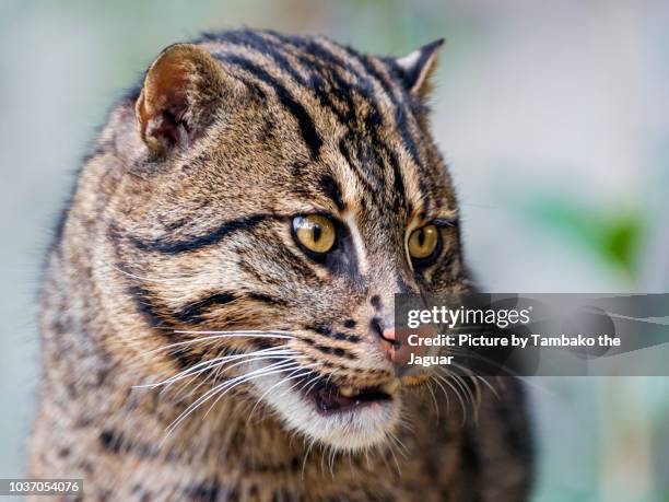 portrait of a fishing cat - prionailurus viverrinus stock pictures, royalty-free photos & images