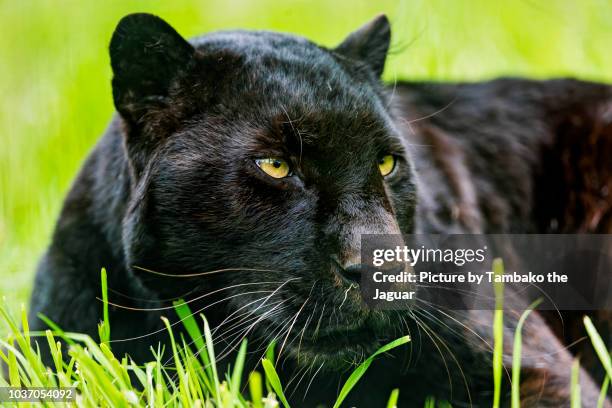 close portrait of a black leopard - black leopard stockfoto's en -beelden