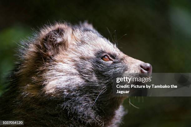 profile of a raccoon dog - tanuki stock pictures, royalty-free photos & images
