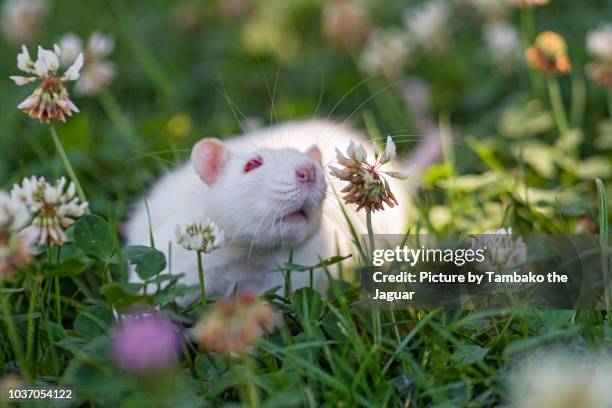 White Rabbit Rat White Rat Photos and Premium High Res Pictures - Getty Images