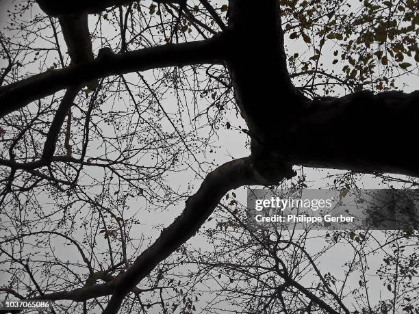 okame cherry tree - okame cherry tree stock pictures, royalty-free photos & images