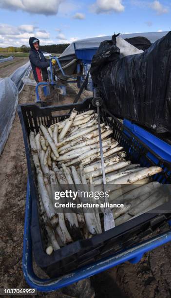 Ein polnischer Saisonarbeiter erntet am Spargel auf einem Feld der Agrargenossenschaft Unterspreewald in Dürrenhofe . Das Unternehmen baut auf 45...