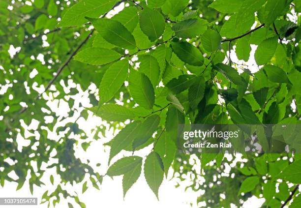 zelkova serrata leaves, also called japanese zelkova, japanese elm, or keyaki - ulmaceae stock pictures, royalty-free photos & images