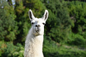 Portrait of a Llama looking into the camera