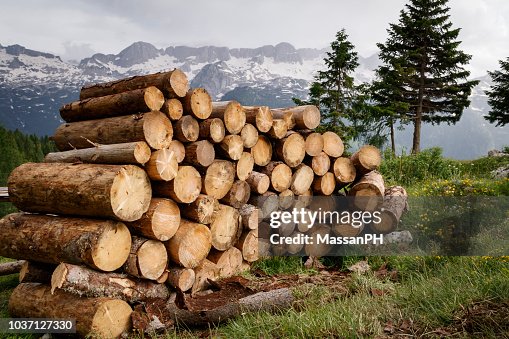 Stack of large fir trunks in mountain landscape