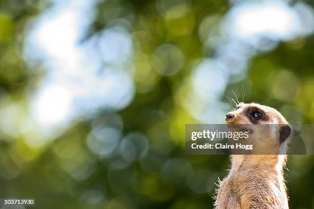 meerkat sentry - jardim zoológico de londres imagens e fotografias de stock