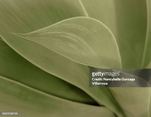 dragon tree-agave leaves - agave plant stockfoto's en -beelden