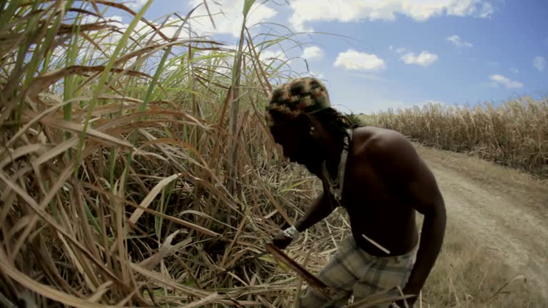 Cane Rasta 12 Rastafarian Church Stock Videos, Footage, & 4K Video Clips - Getty ...