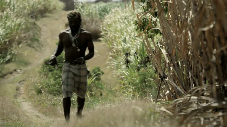 Cane Rasta 12 Rastafarian Church Stock Videos, Footage, & 4K Video Clips - Getty ...