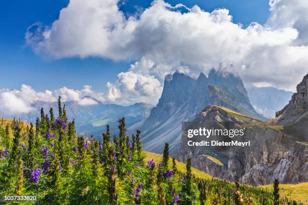 seceda-gipfel mit blumen im sommer in dolomiten, italien - gardena stock-fotos und bilder