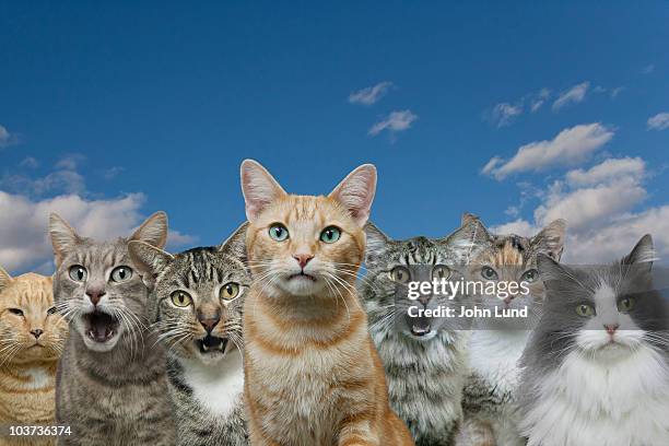 curious cats - group of animals stock pictures, royalty-free photos & images