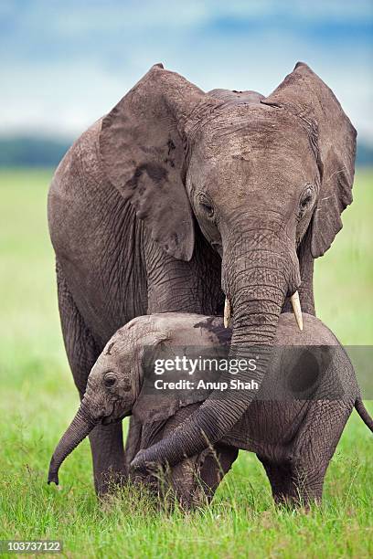 african elephant calf walking with a sub-adult - masai mara national reserve stock pictures, royalty-free photos & images