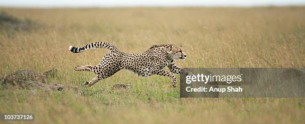 cheetah male running at full speed  - gepard stock-fotos und bilder
