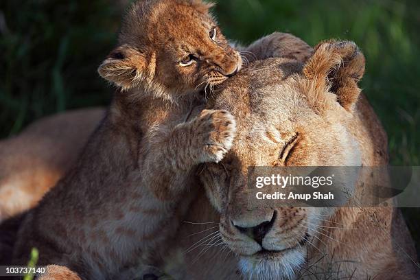 lioness with playfuly cubs aged 3-6 months  - löwenjunges stock-fotos und bilder