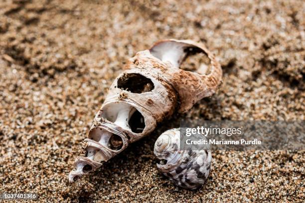 564 Cannon Shell Stock Photos, High-Res Pictures, and Images - Getty Images