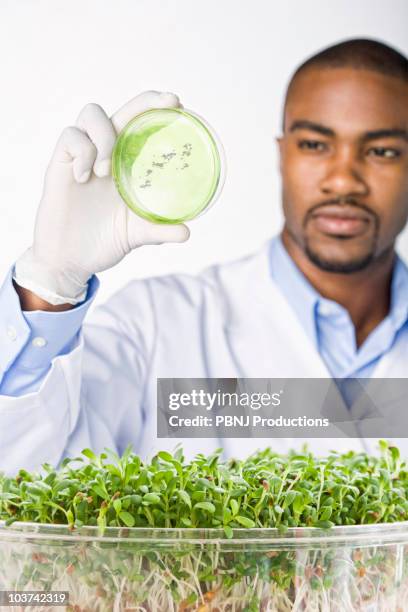 african american scientist looking at petri dish with sprouts in bowl - genetically modified food stock pictures, royalty-free photos & images