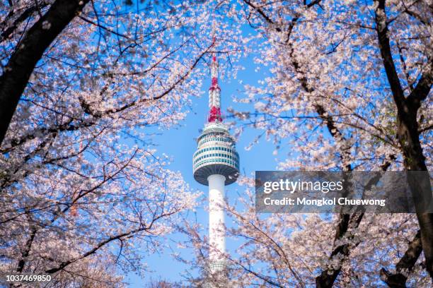 n seoul tower with cherry blossom or sakura flower with blue sky at namsan mountain in seoul city, south korea. - seoul foto e immagini stock