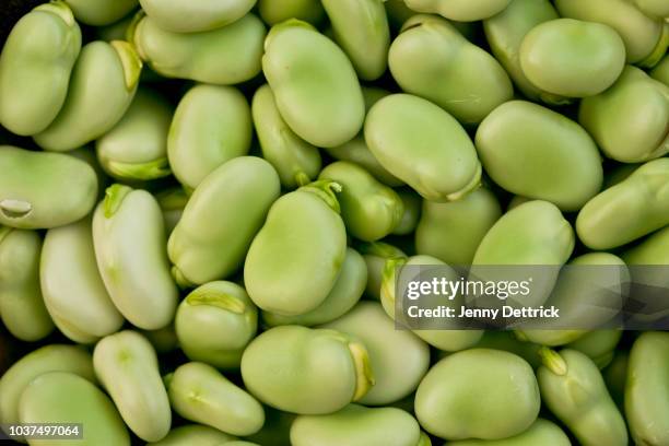 broad beans - pferdebohne stock-fotos und bilder