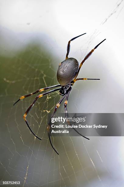 golden orb weaver - banded legged golden orb web spider stock pictures, royalty-free photos & images