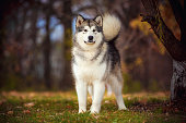 Big beautiful dog of Alaskan Malamute breed