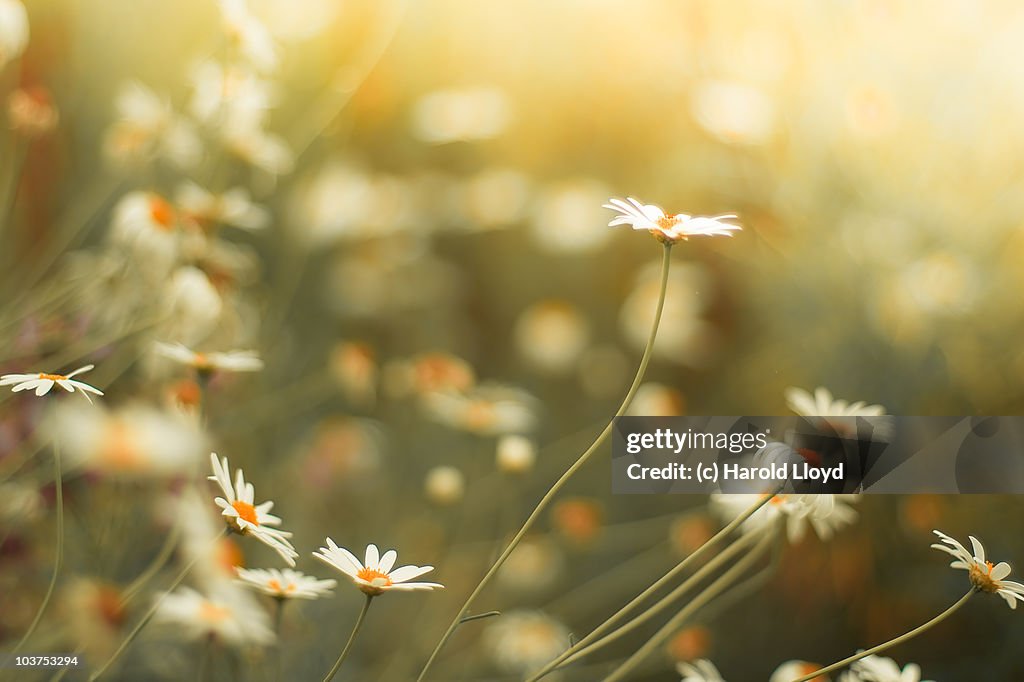 Beautiful daisies