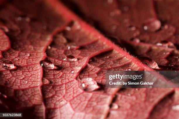 red leaf with water droplets - cellulose fotografías e imágenes de stock