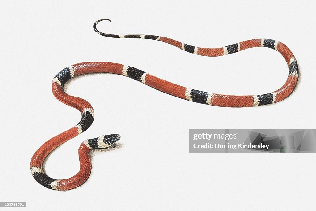 Illustration of a Milk snake (Lampropeltis triangulum)