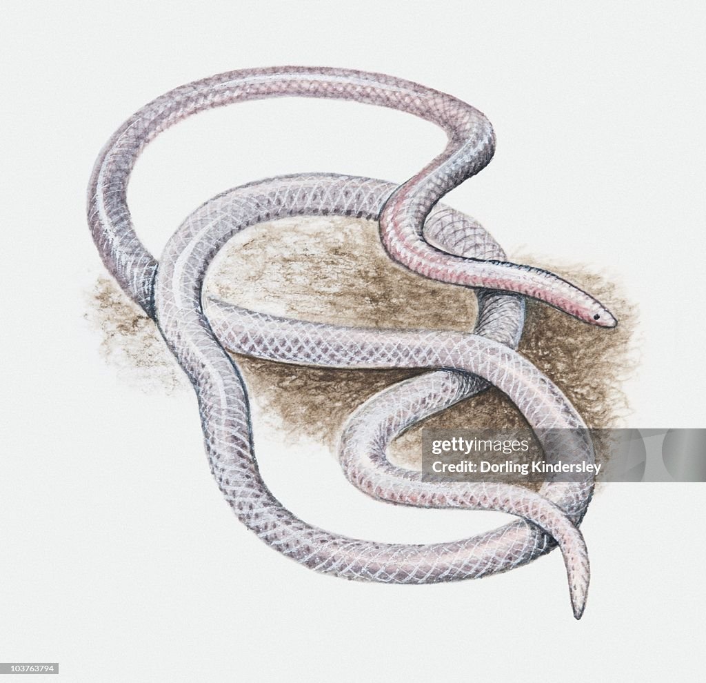 Threadsanke Illustration Of Barbados Thread Snake Coiled Up High-Res Vector Graphic ...