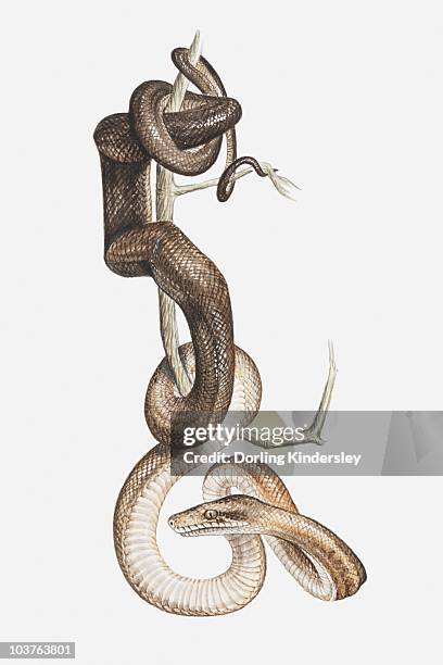 illustration of a tree boa (corallus sp.) coiled around a tree branch, preying - baumbewohnendes tier stock-grafiken, -clipart, -cartoons und -symbole