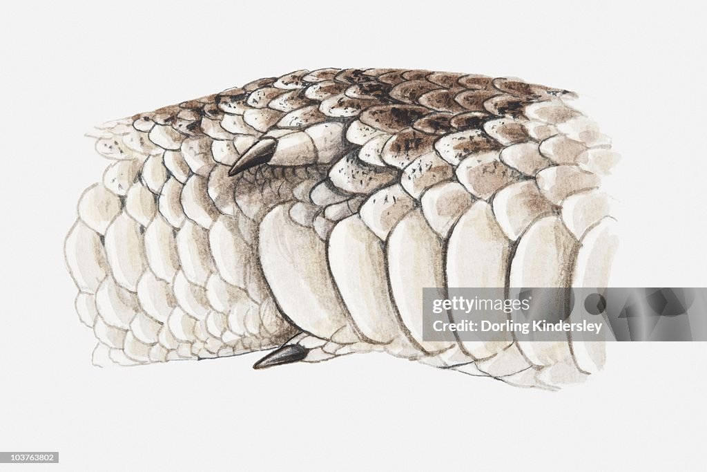 Python Legs Spurs Illustration Of A Pythons Spurs Closeup High-Res Vector Graphic - Getty ...