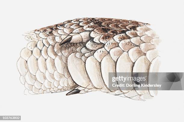 Anatomy Of A Snake Photos and Premium High Res Pictures - Getty Images