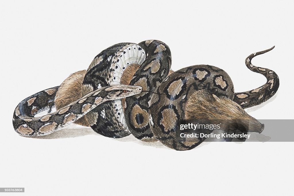 Illustration Of A Reticulated Python Coiled Around A Wild Pig High-Res ...