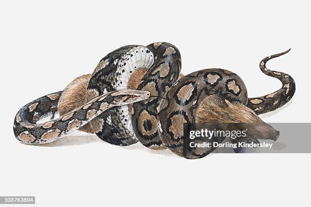 illustration of a reticulated python (python reticulatus) coiled around a wild pig - brown snake stock illustrations