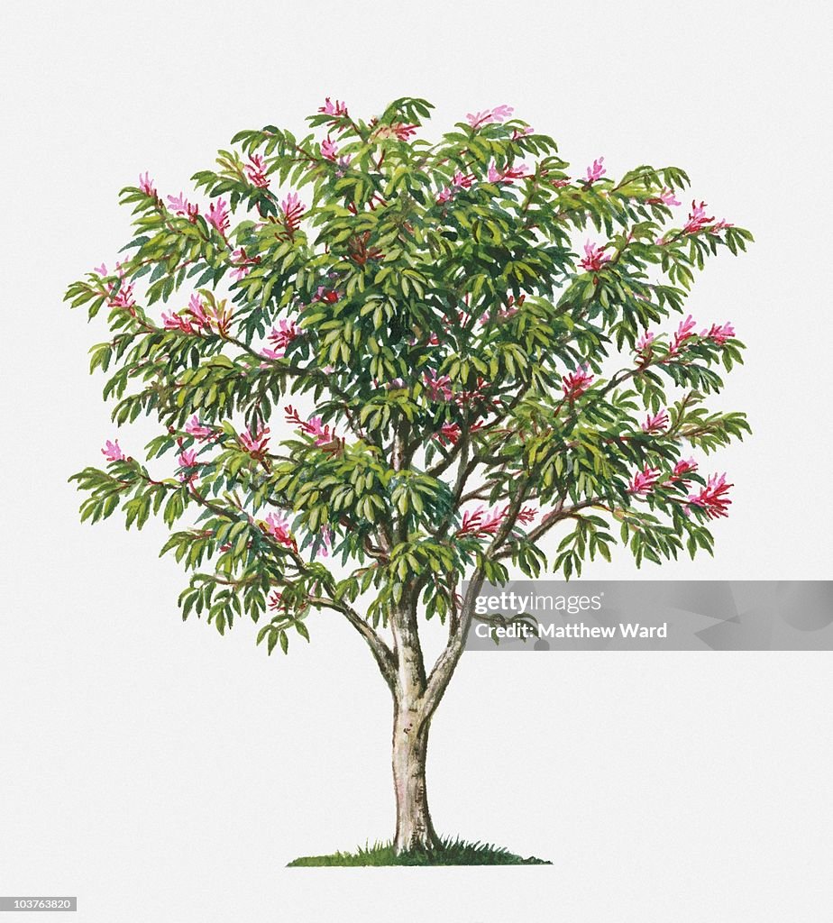 Surinam Quassia tree with small pink flowers and green leaves