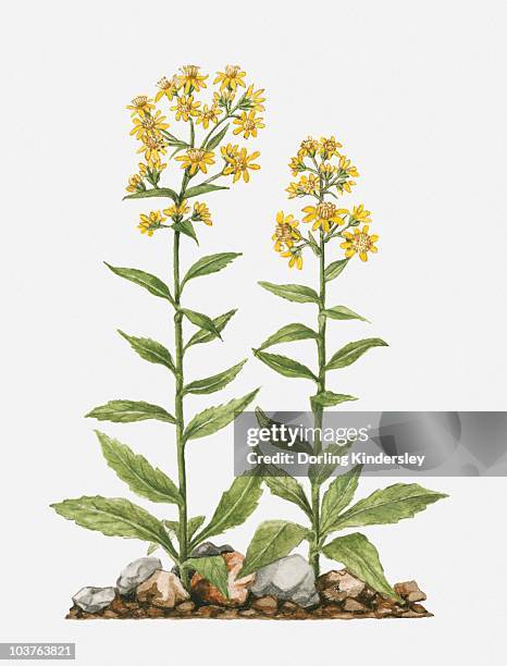 Goldenrod Vector 85 Goldenrod Illustration High Res Illustrations - Getty Images
