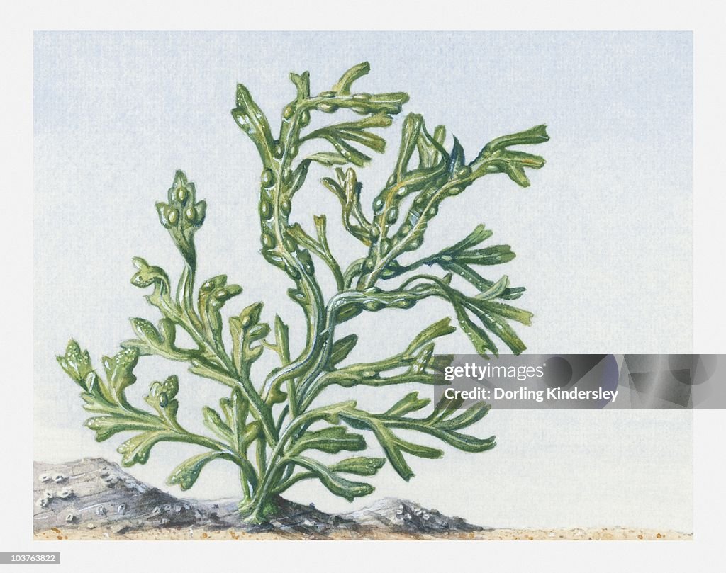 Illustration of Fucus vesiculosus (Bladderwrack) seaweed underwater