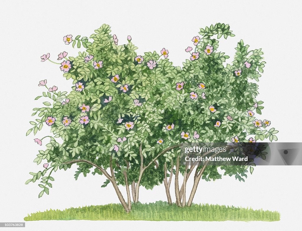 Rosa canina (Dog Rose) with pink flowers and green leaves