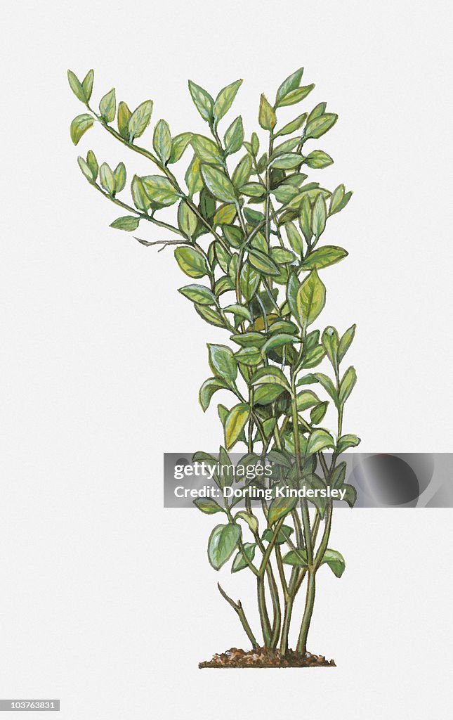 Illustration of Jasminum sambac (Arabian Jasmine), tall evergreen shrub with green leaves