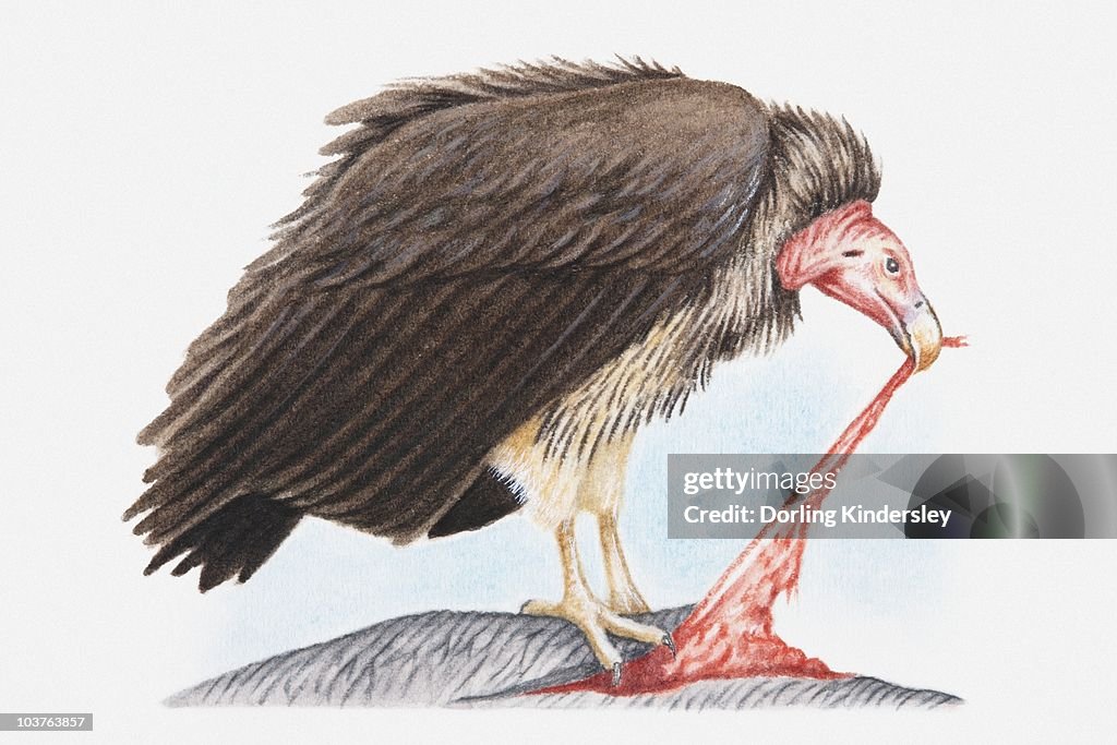 Illustration of Lappet-faced vulture (Torgos tracheliotos) feeding on another animal