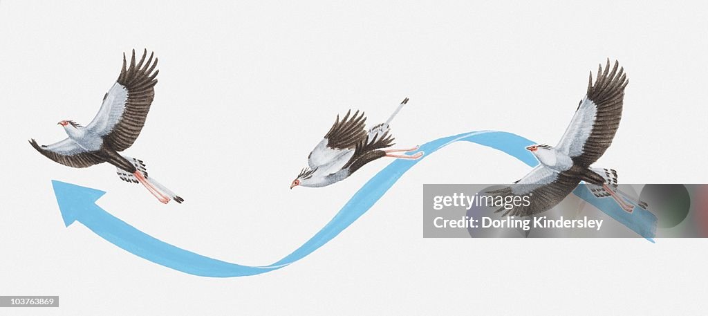 Illustration of flight movements of a Secretary bird (Sagittarius serpentarius)