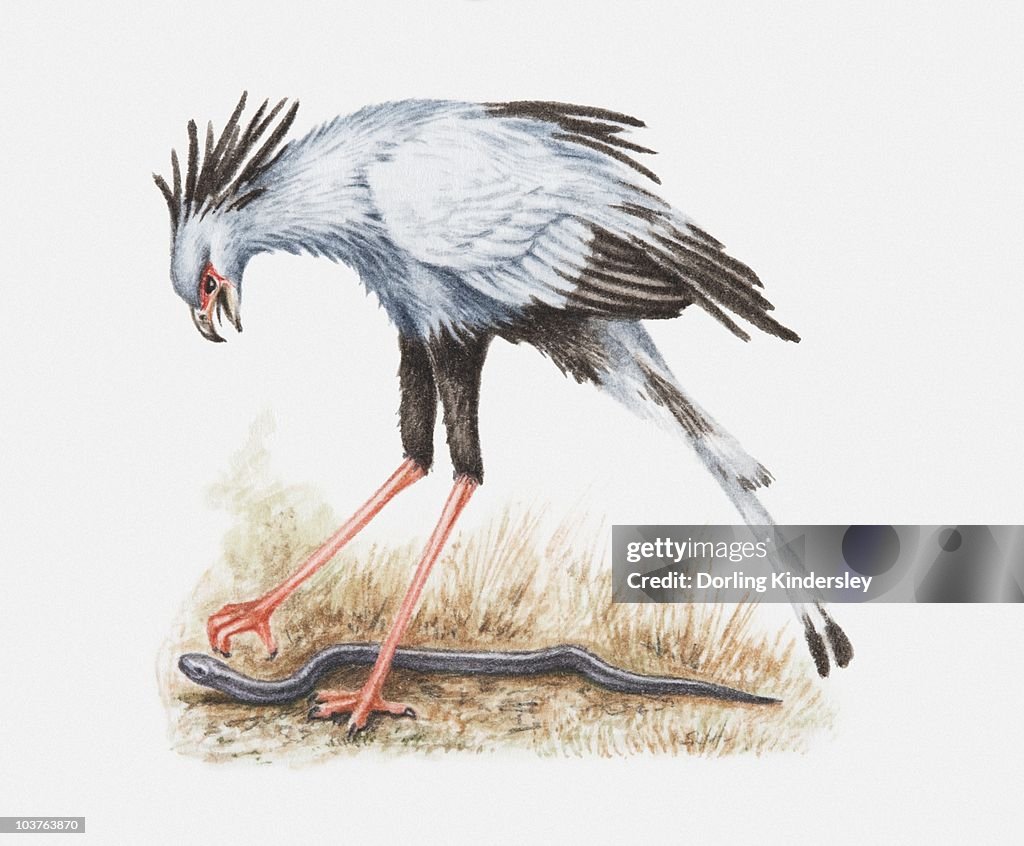 Illustration of a Secretary bird (Sagittarius serpentarius) attacking a snake