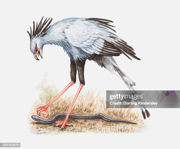 illustration of a secretary bird (sagittarius serpentarius) attacking a snake - secretary bird stock illustrations