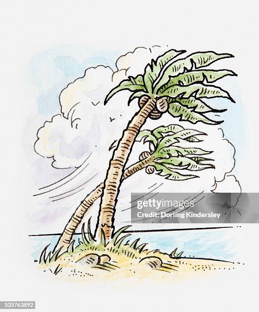 illustration of strong wind causing trunk of coconut palm to bend - strong wind stock illustrations