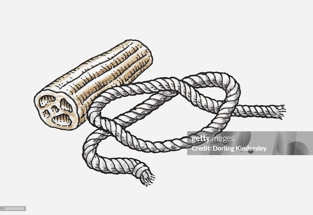 Illustration of loofah and rope