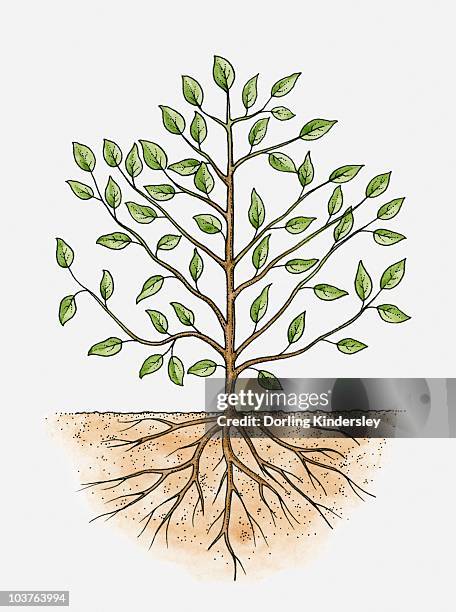 4 Tree Roots Tree Roots Underground Diagram