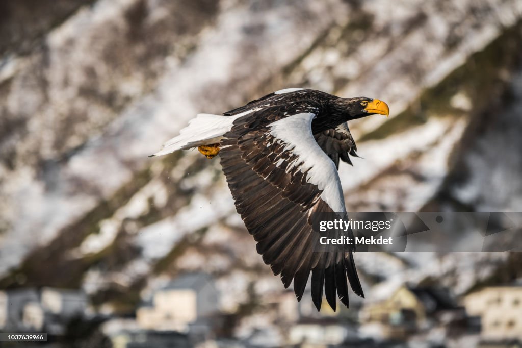 Steller's Sea eagle flying over Rausu Harbor in Winter, Hokkaido, Japan