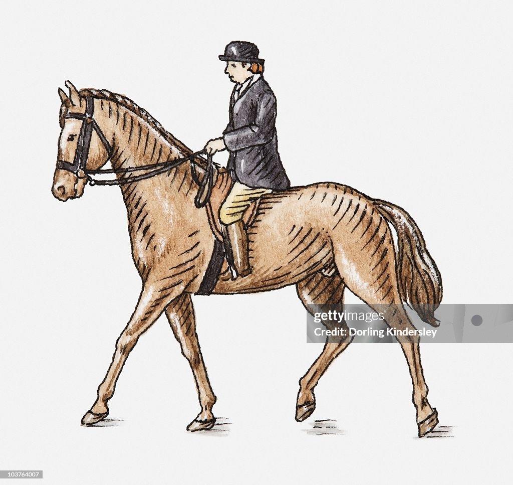 Illustration of horse and rider, side view